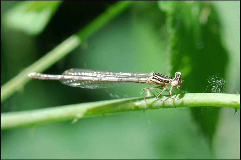 libellula 5: maschio neosfarfallato Platycnemis pennipes